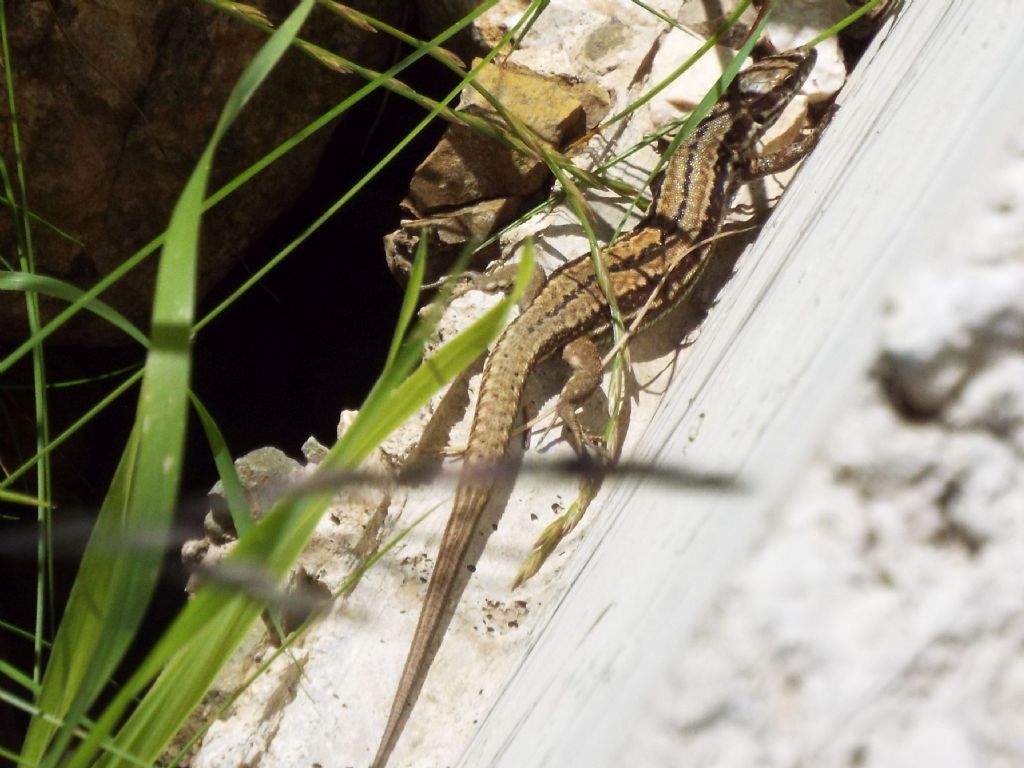 Sempre Podarcis muralis ?  S