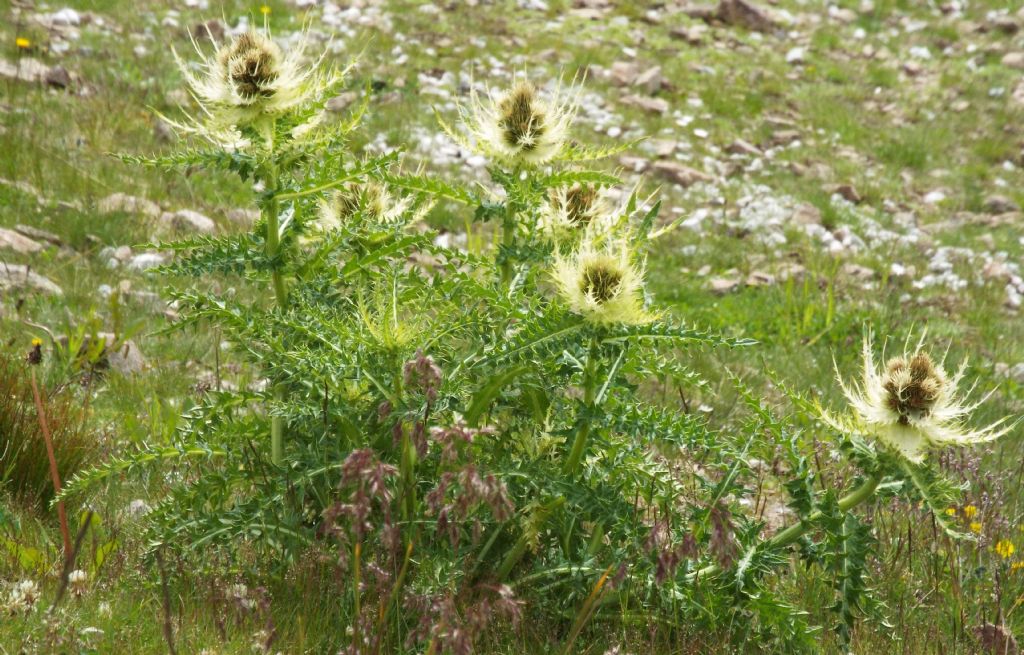 Cirsium spinosissimum / Cardo spinosissimo