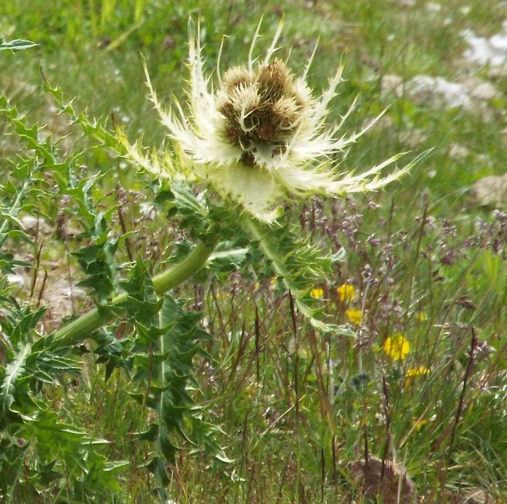 Cirsium spinosissimum / Cardo spinosissimo