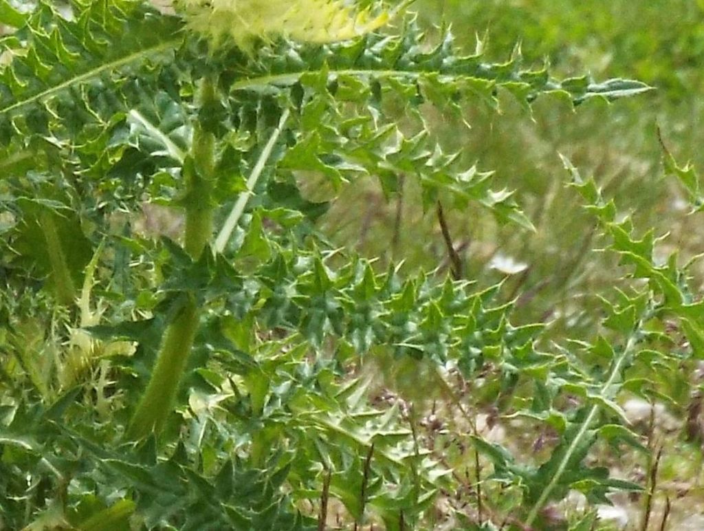 Cirsium spinosissimum / Cardo spinosissimo