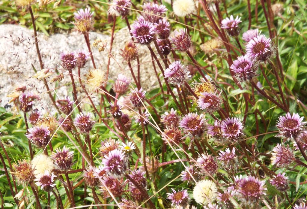 Asteracea violacea:  Erigeron uniflorus