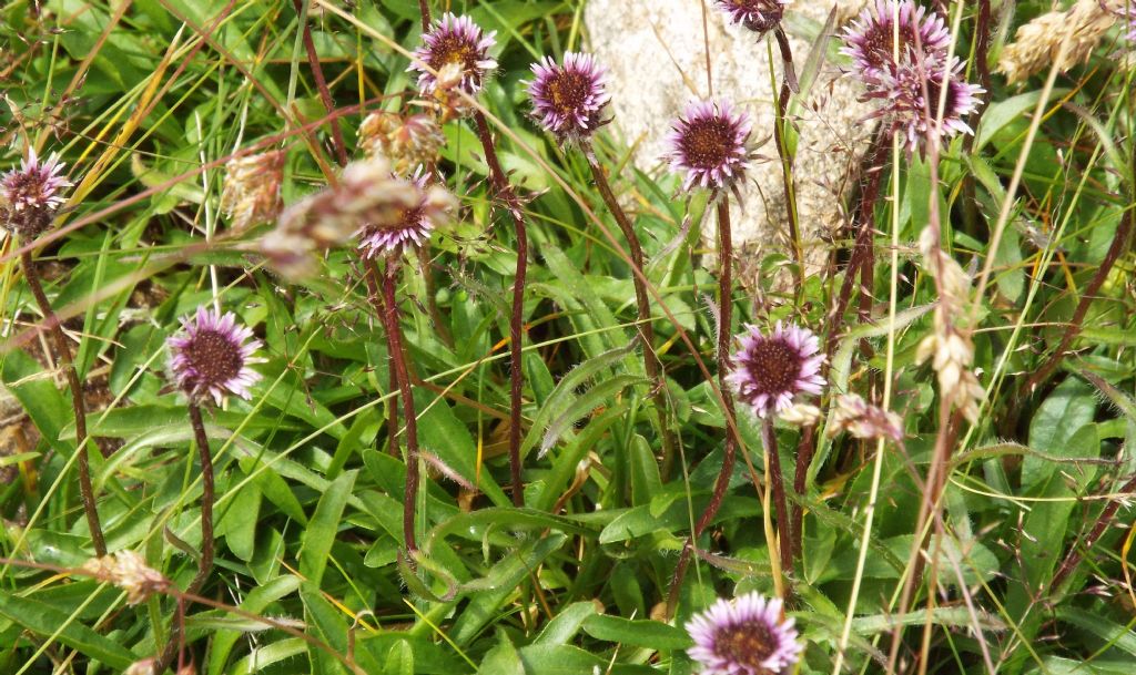 Asteracea violacea:  Erigeron uniflorus