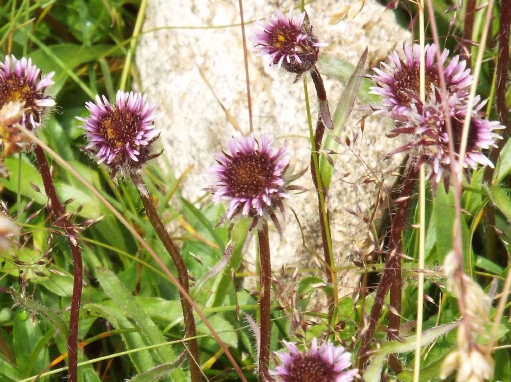 Asteracea violacea:  Erigeron uniflorus