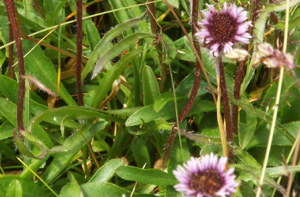 Asteracea violacea:  Erigeron uniflorus
