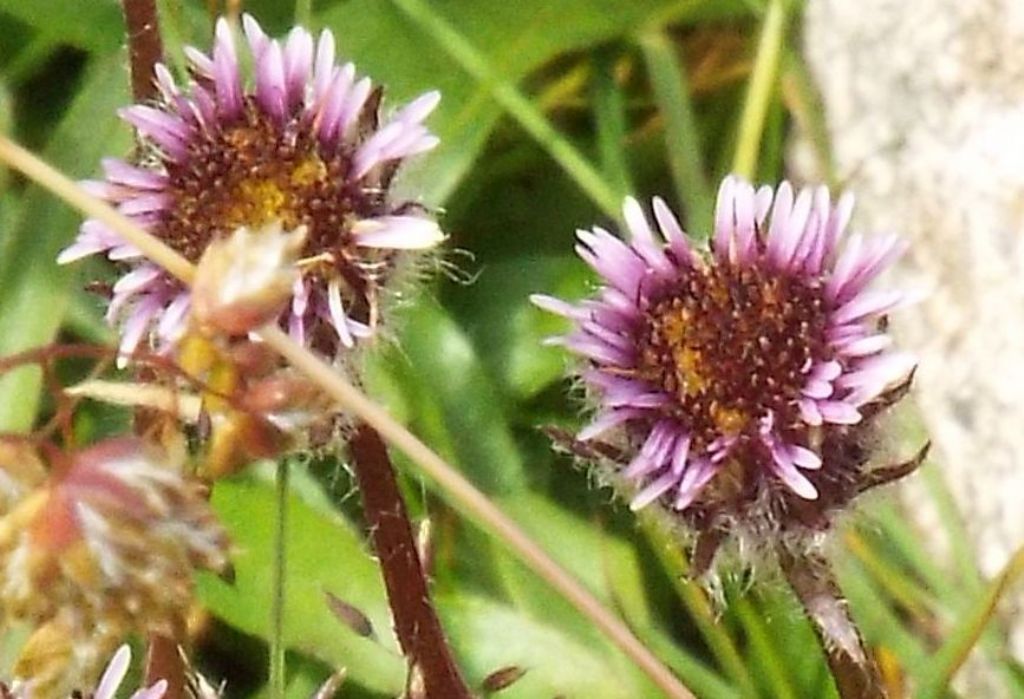 Asteracea violacea:  Erigeron uniflorus