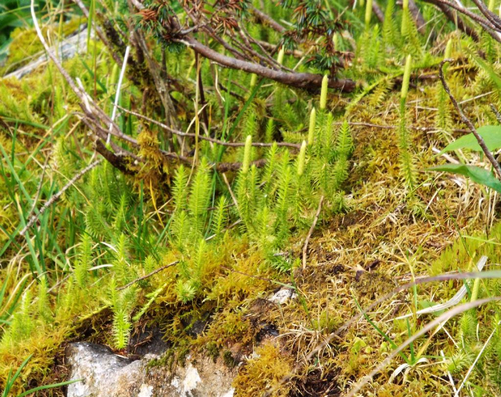 Lycopodium annotinum / Licopodio annotino