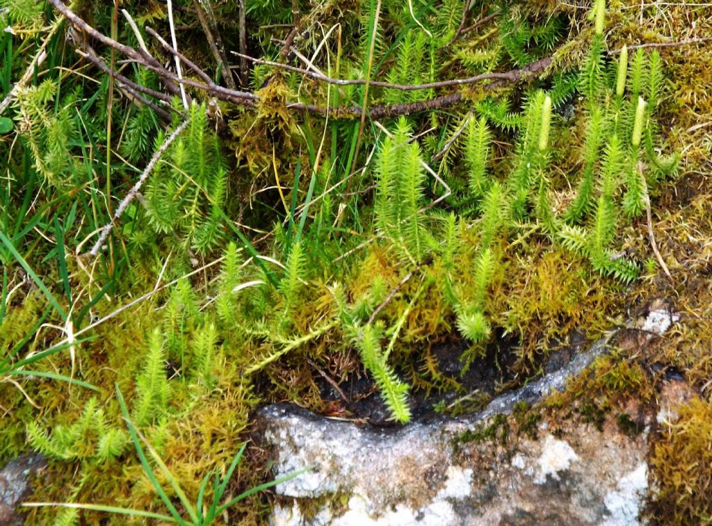 Lycopodium annotinum / Licopodio annotino