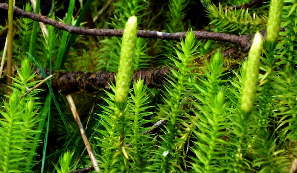 Lycopodium annotinum / Licopodio annotino