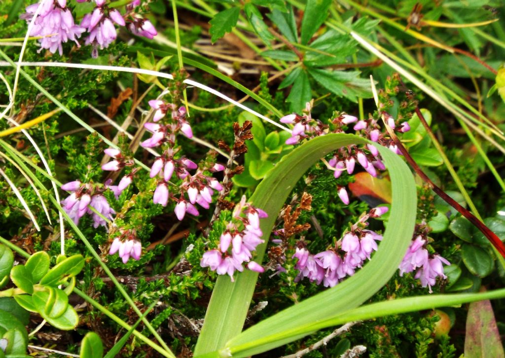 Calluna vulgaris / Brugo  (Ericaceae)