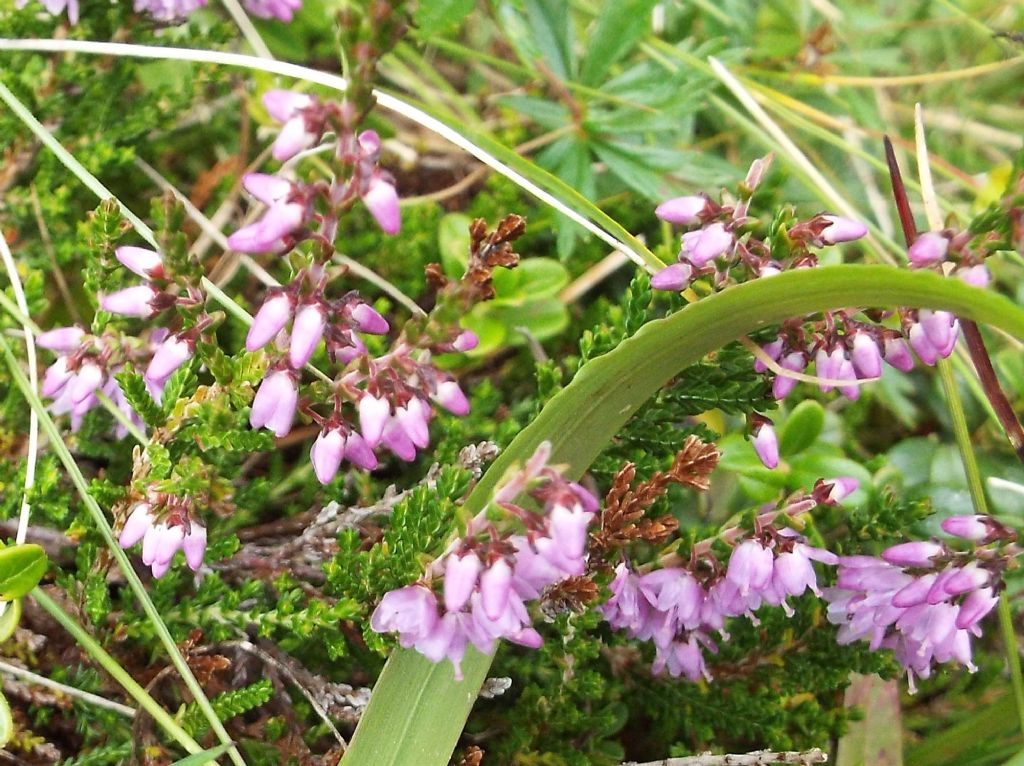 Calluna vulgaris / Brugo  (Ericaceae)