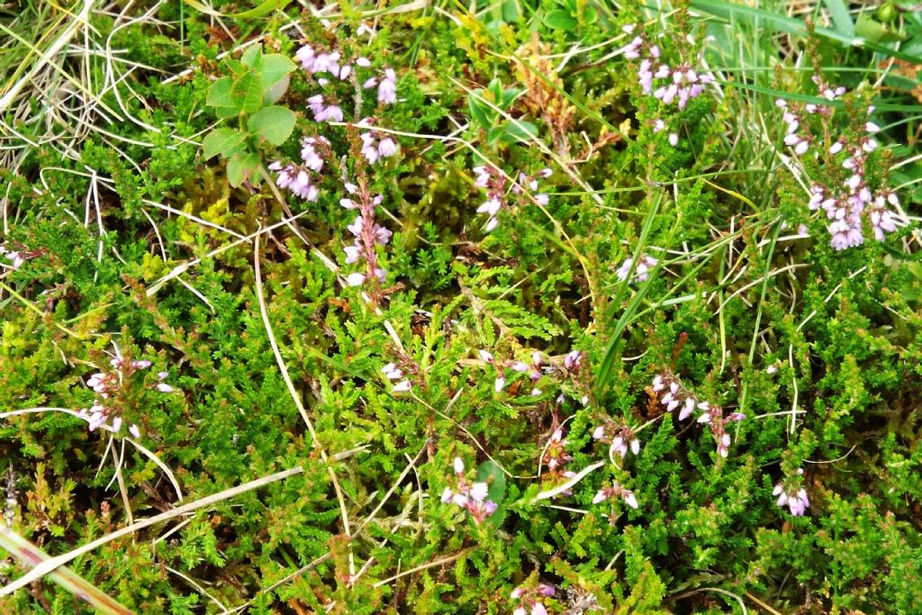 Calluna vulgaris / Brugo  (Ericaceae)