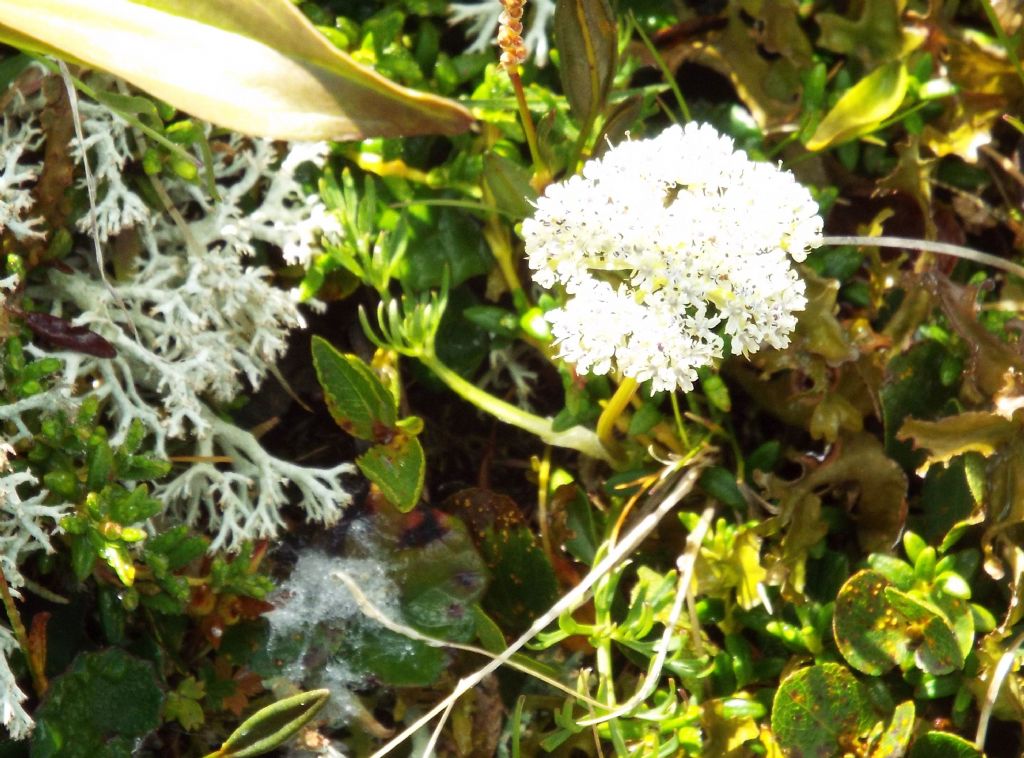 Pachypleurum (= Ligusticum) mutellinoides  (Apiaceae)