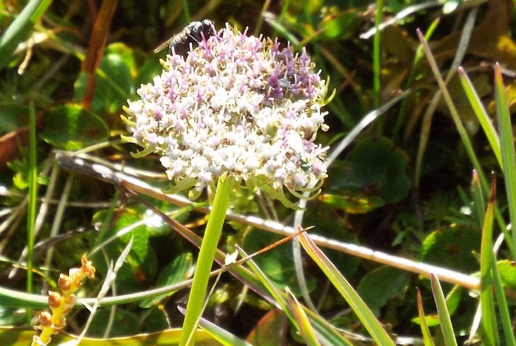 Pachypleurum (= Ligusticum) mutellinoides  (Apiaceae)