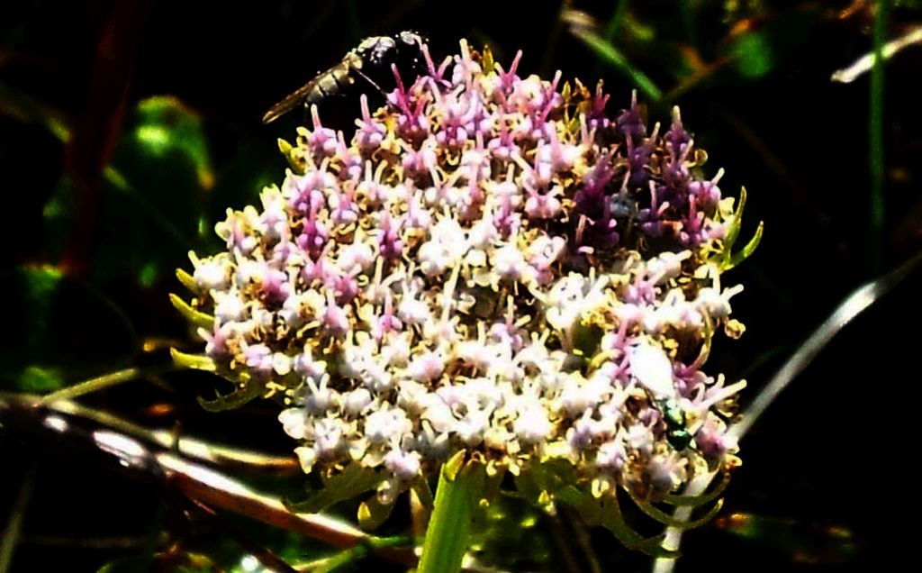 Pachypleurum (= Ligusticum) mutellinoides  (Apiaceae)