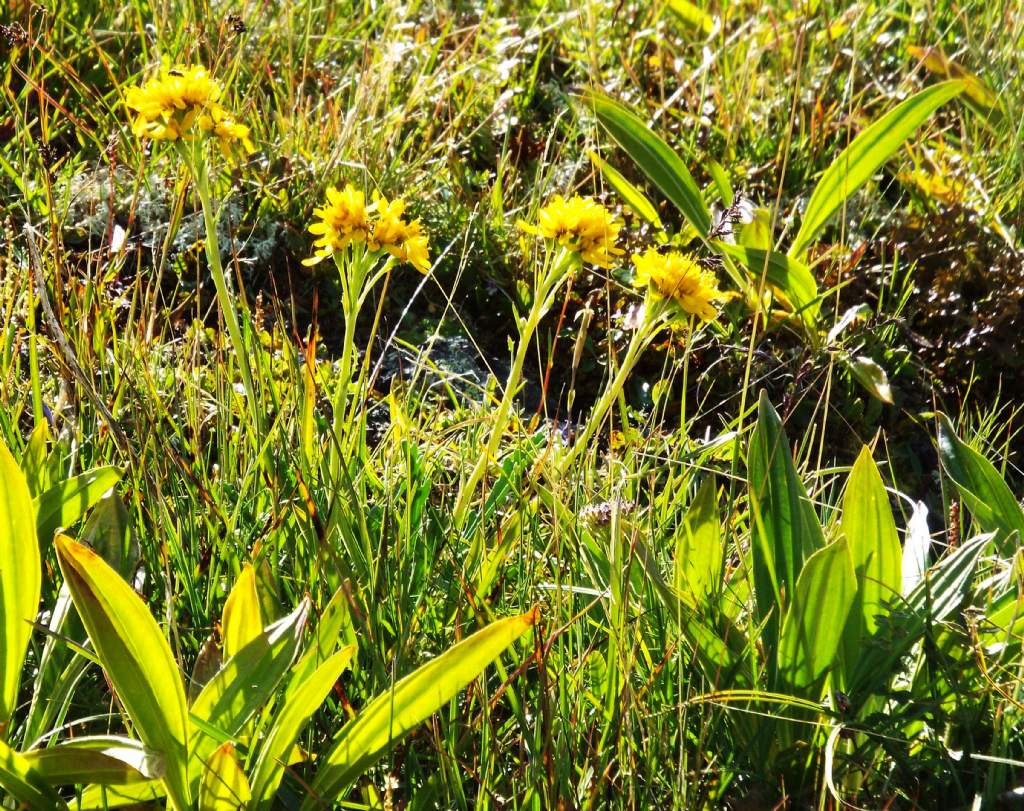 Jacobaea incana (Asteraceae)