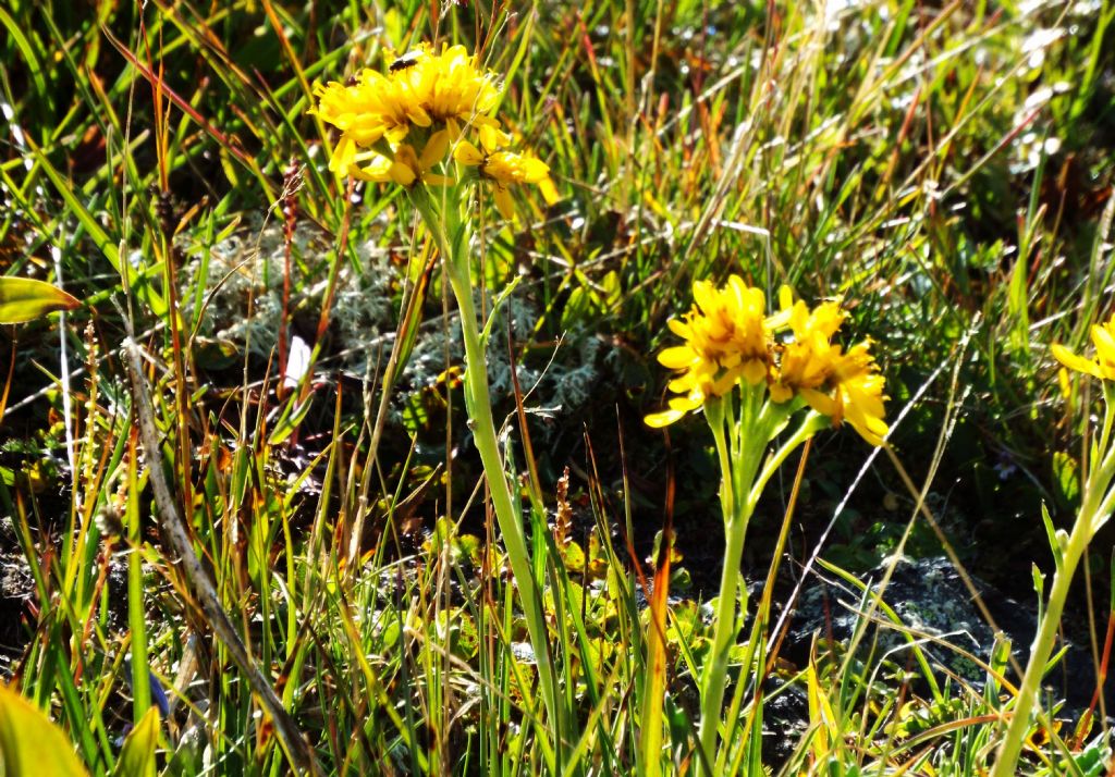 Jacobaea incana (Asteraceae)