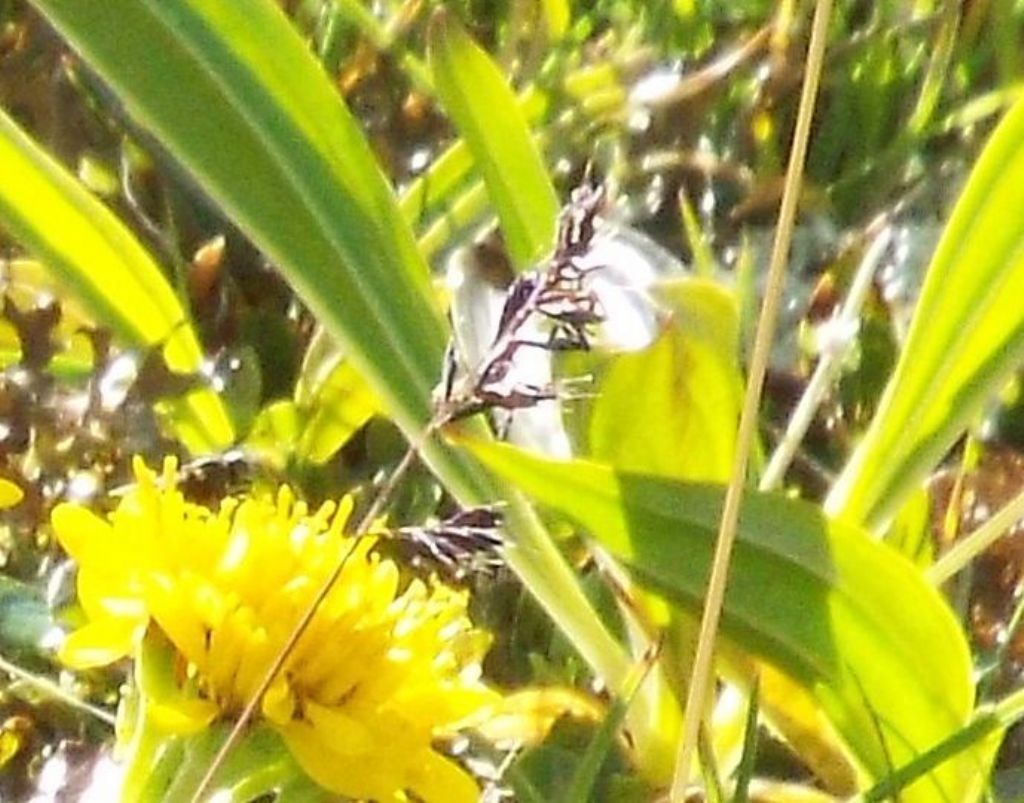 Jacobaea incana (Asteraceae)