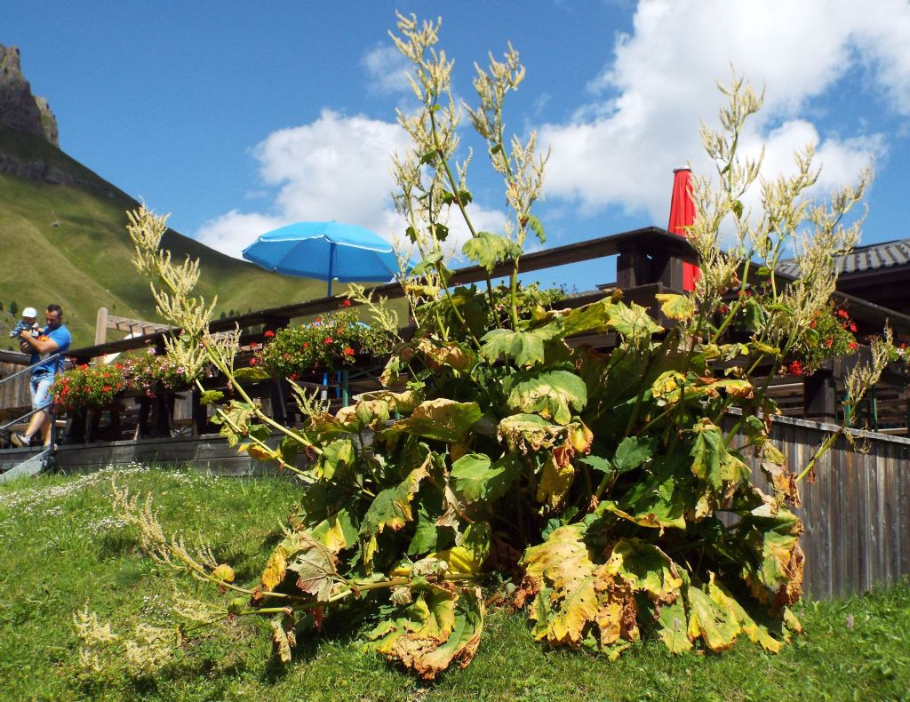 Rheum officinale  (Caryophyllales - Polygonaceae)