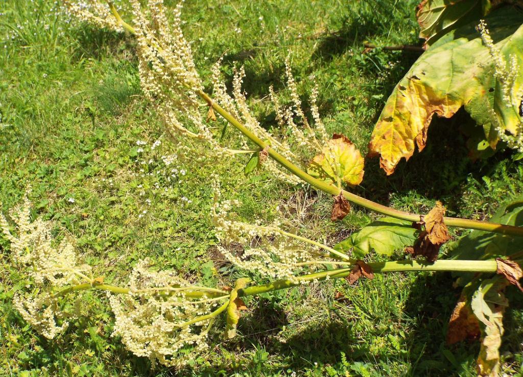 Rheum officinale  (Caryophyllales - Polygonaceae)
