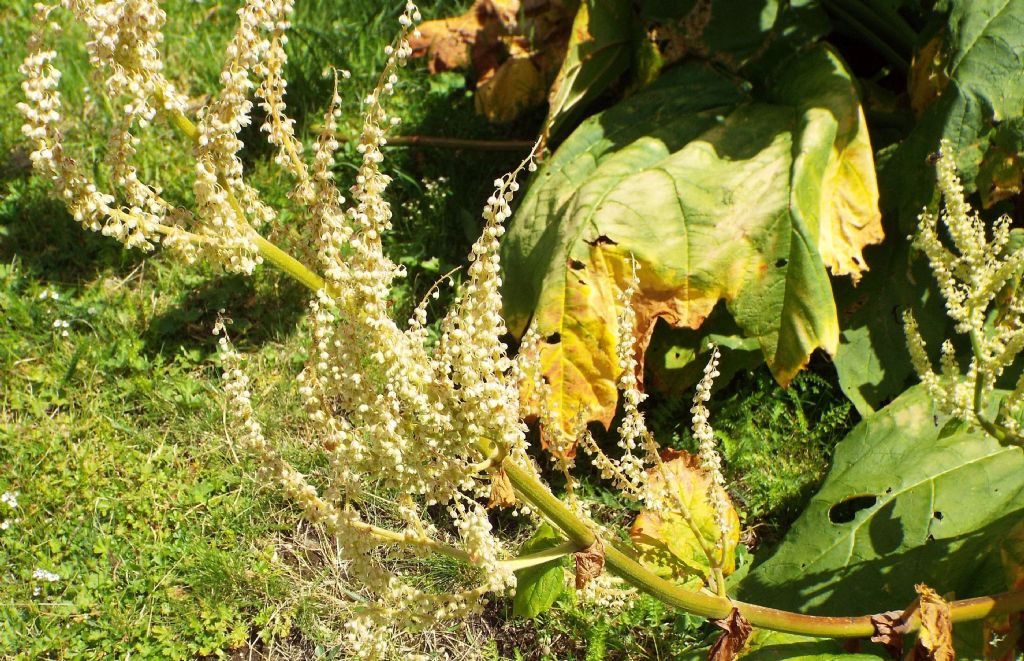 Rheum officinale  (Caryophyllales - Polygonaceae)