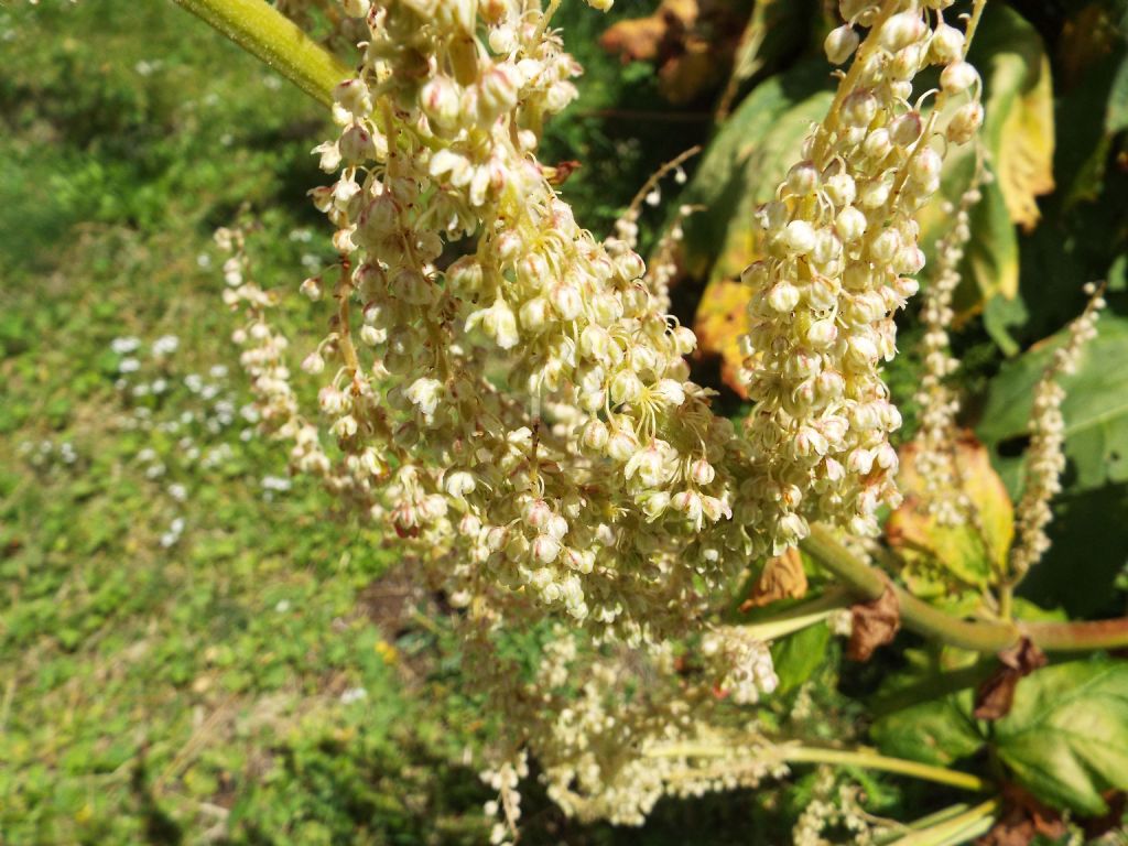 Rheum officinale  (Caryophyllales - Polygonaceae)