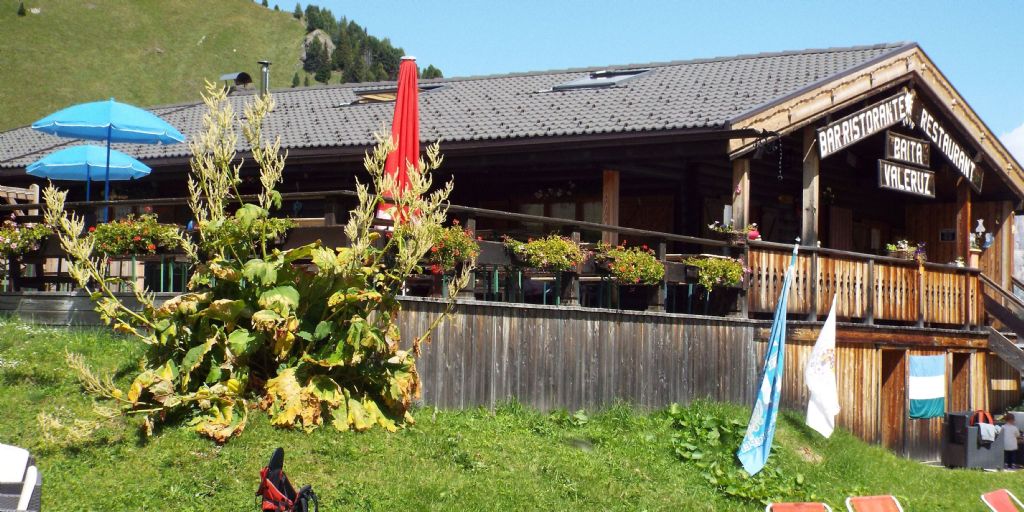 Rheum officinale  (Caryophyllales - Polygonaceae)