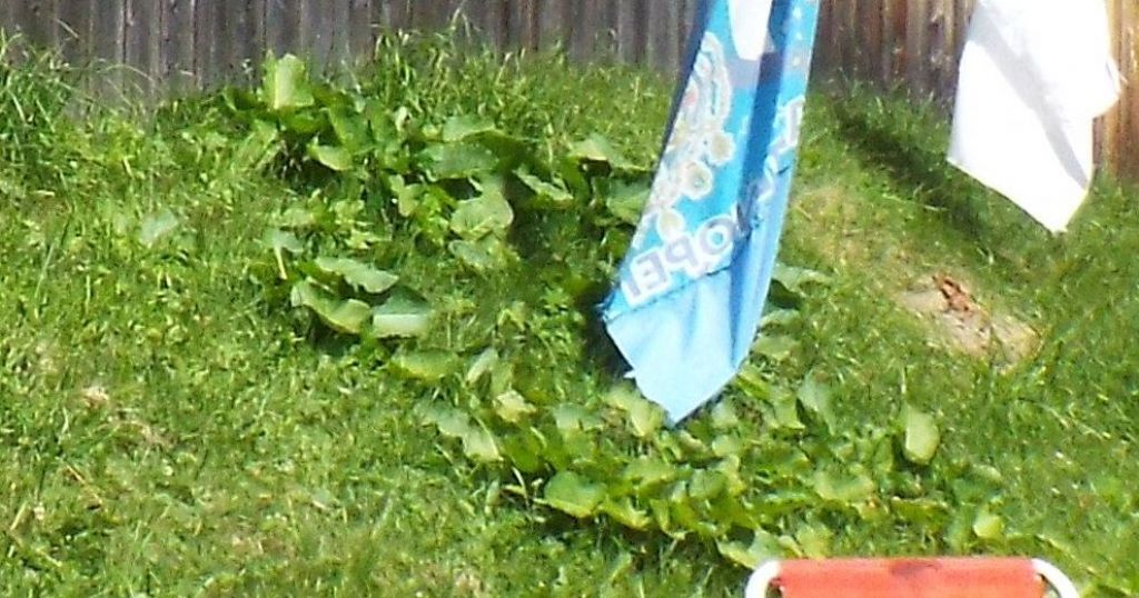 Rheum officinale  (Caryophyllales - Polygonaceae)