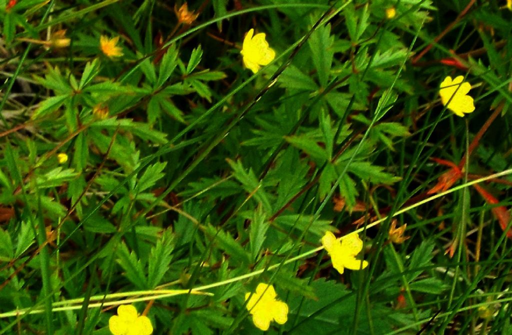 Ranunculus sp. ?    No !....Potentilla erecta