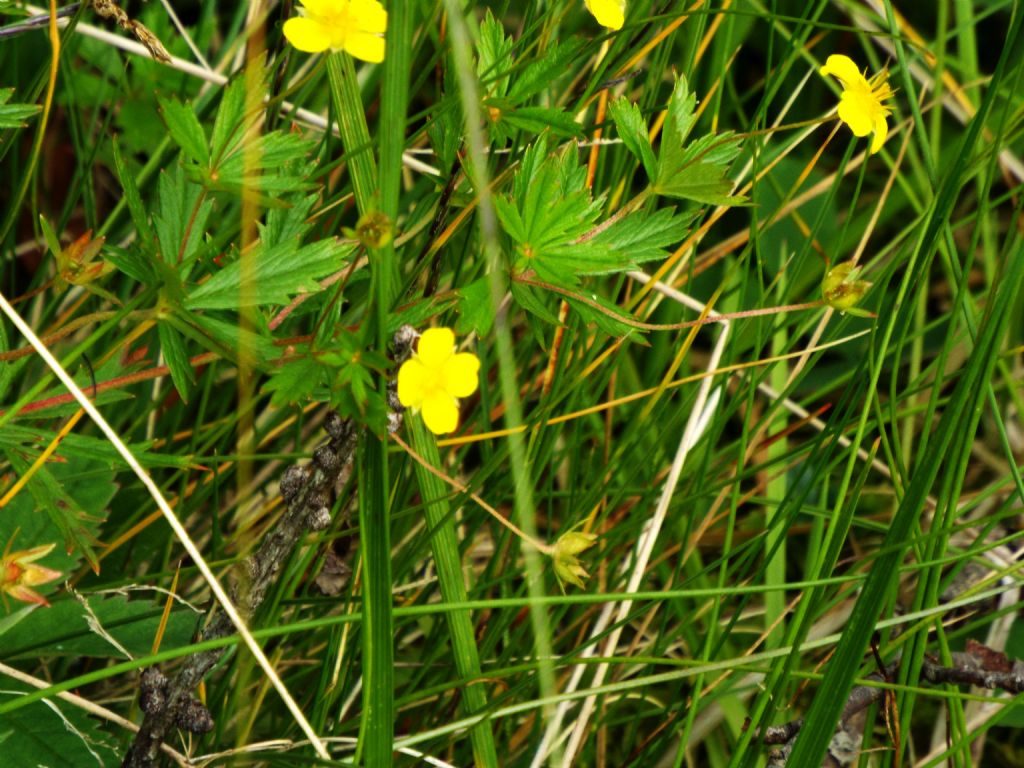 Ranunculus sp. ?    No !....Potentilla erecta