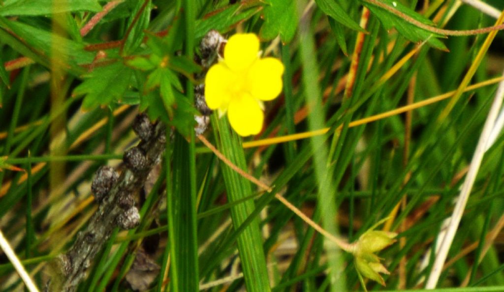 Ranunculus sp. ?    No !....Potentilla erecta