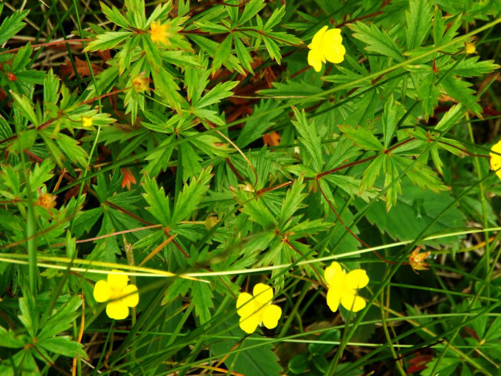 Ranunculus sp. ?    No !....Potentilla erecta