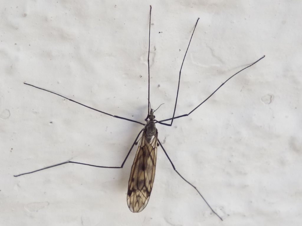Tipulidae: due differenti specie di Tipula sp., femmine