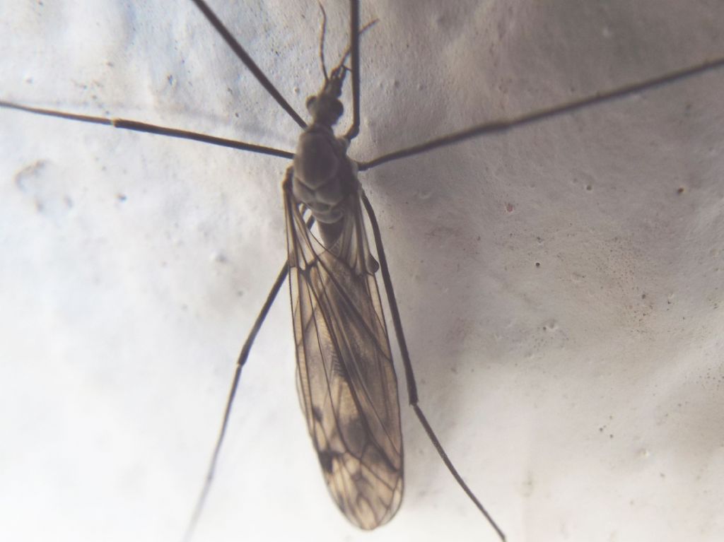 Tipulidae: due differenti specie di Tipula sp., femmine