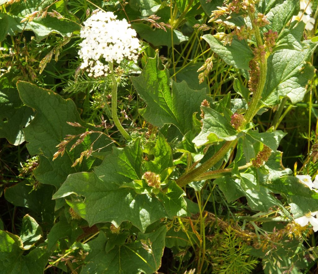 Achillea gr. millefolium (Asteraceae)