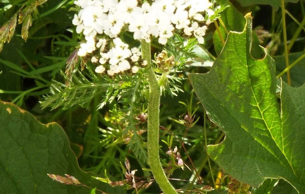 Achillea gr. millefolium (Asteraceae)