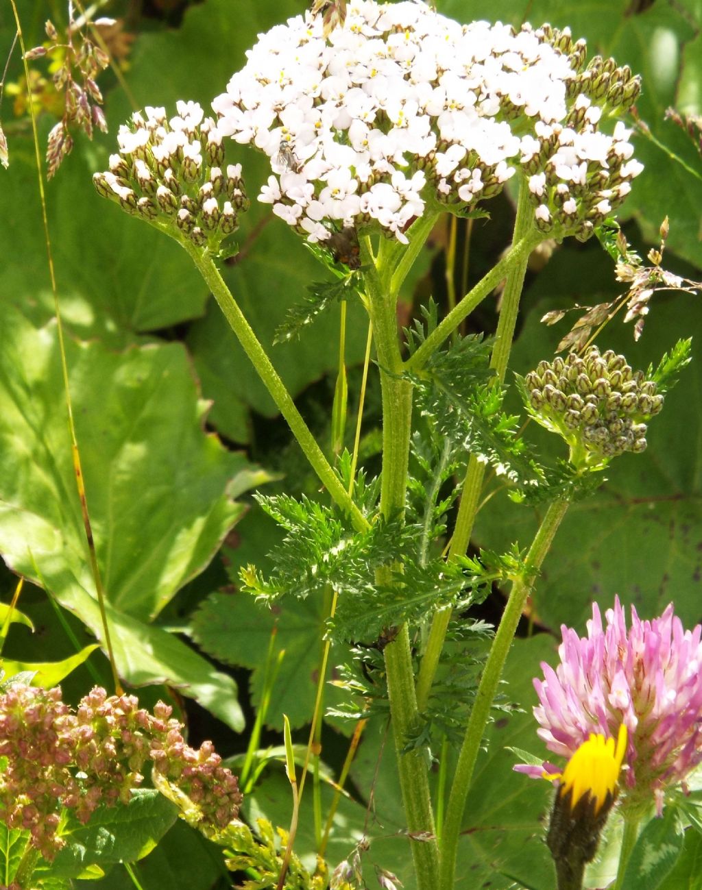Achillea gr. millefolium (Asteraceae)