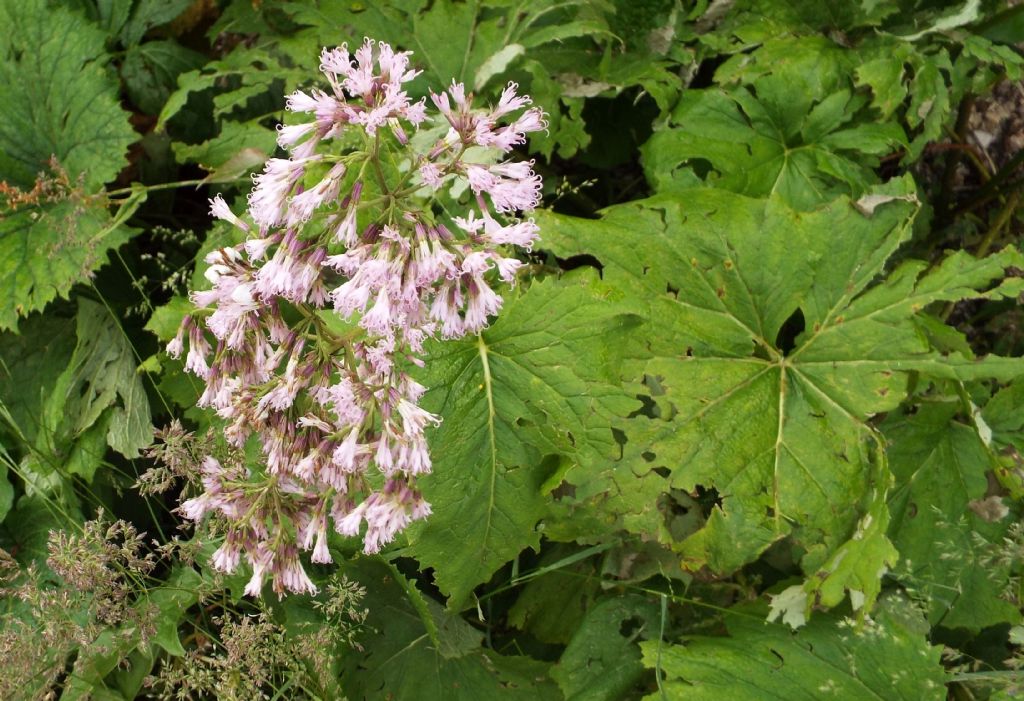 Adenostyles alliariae