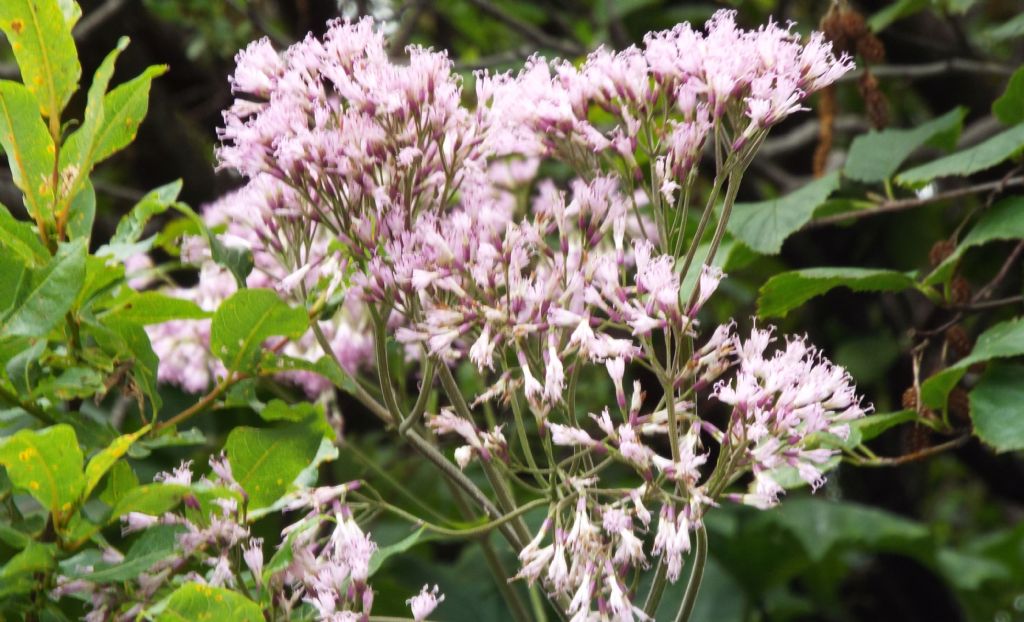 Adenostyles alliariae