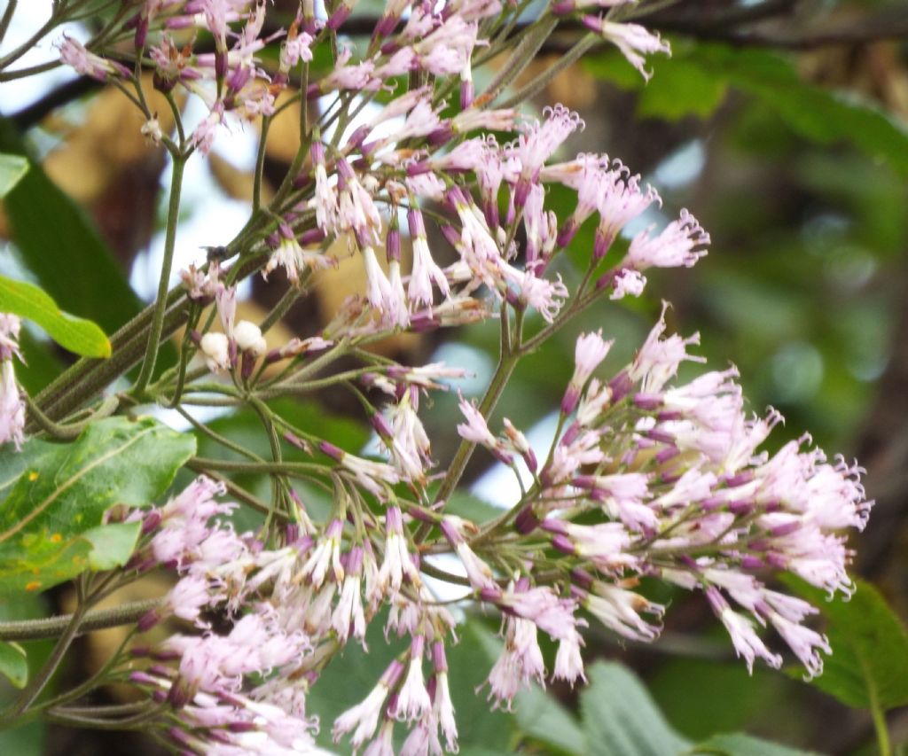 Adenostyles alliariae