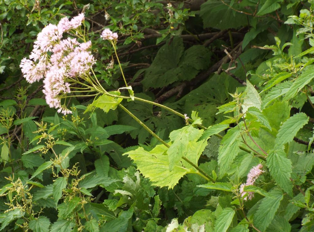 Adenostyles alliariae