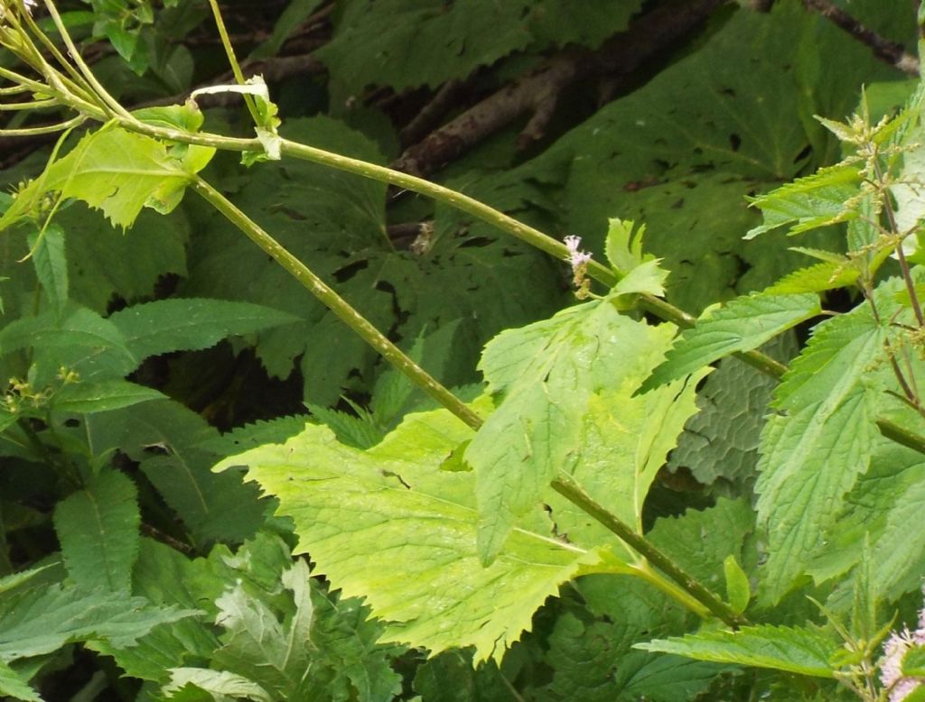 Adenostyles alliariae