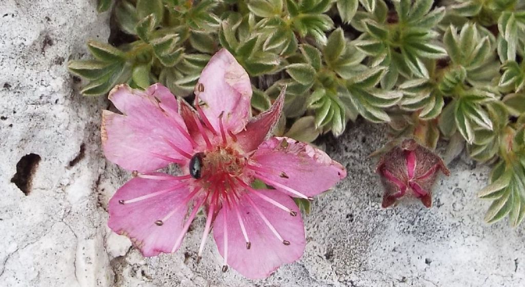 Potentilla nitida  (Rosaceae)