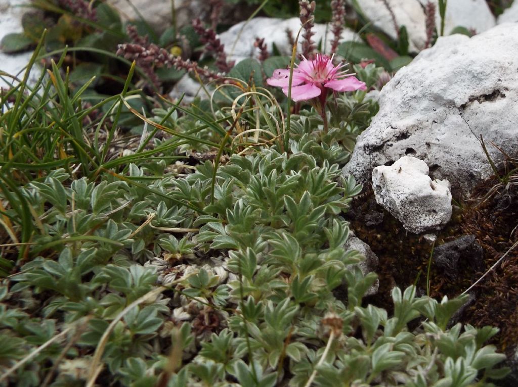 Potentilla nitida  (Rosaceae)