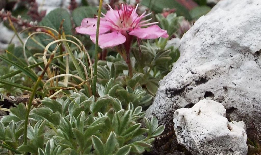 Potentilla nitida  (Rosaceae)
