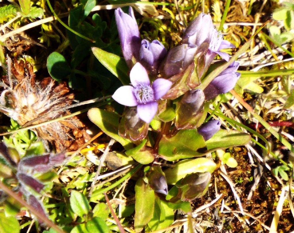 Gentianella campestris