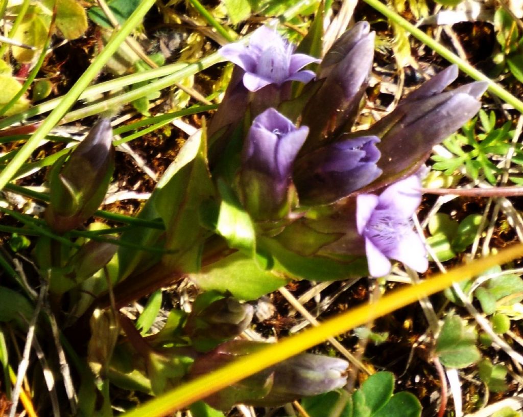 Gentianella campestris