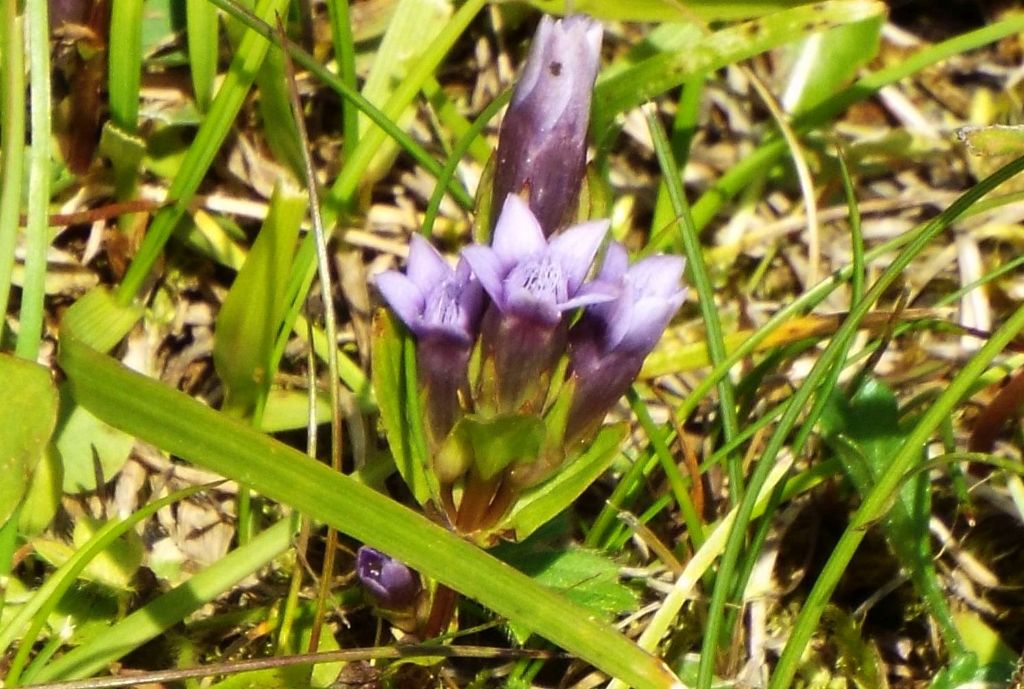 Gentianella campestris