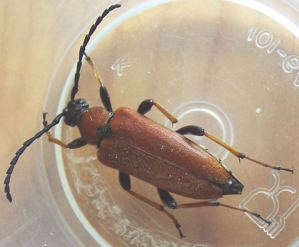 Cerambycidae:   Stictoleptura rubra, femmina  e  Paracorymbia maculicornis