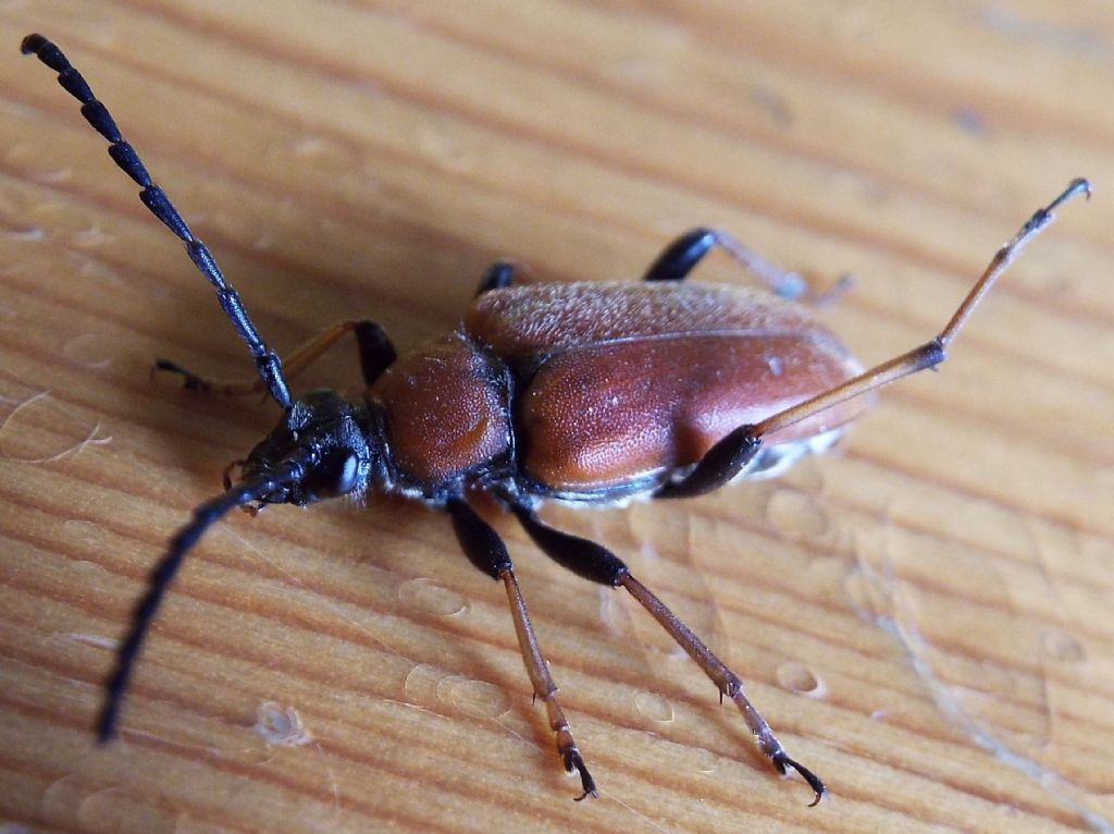 Cerambycidae:   Stictoleptura rubra, femmina  e  Paracorymbia maculicornis