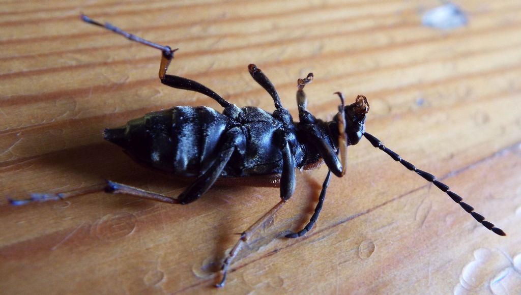 Cerambycidae:   Stictoleptura rubra, femmina  e  Paracorymbia maculicornis